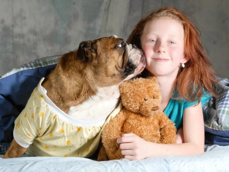 dog and a girl with a teddy bear