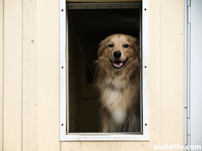 dog at small door