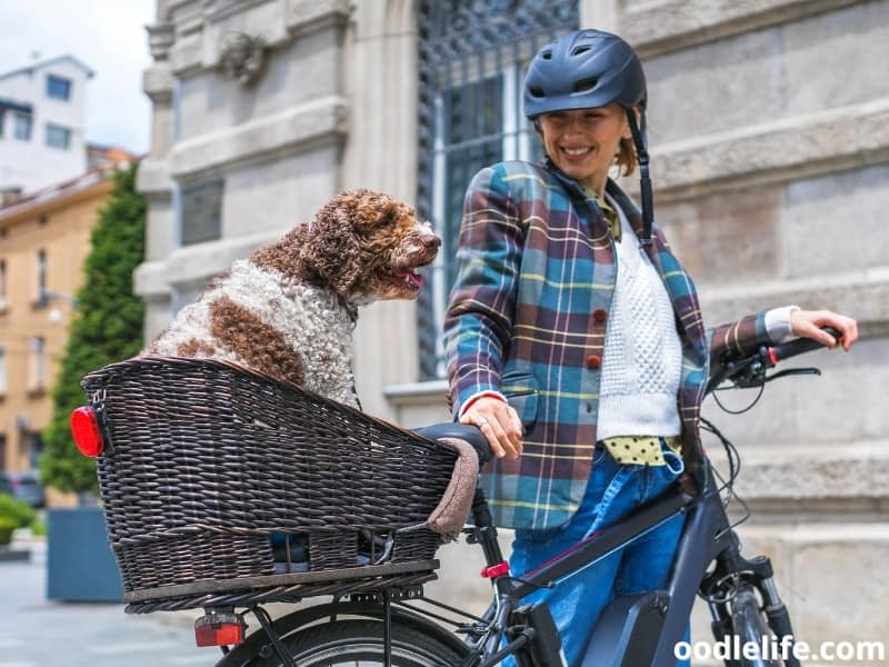 dog basket on the bike rear