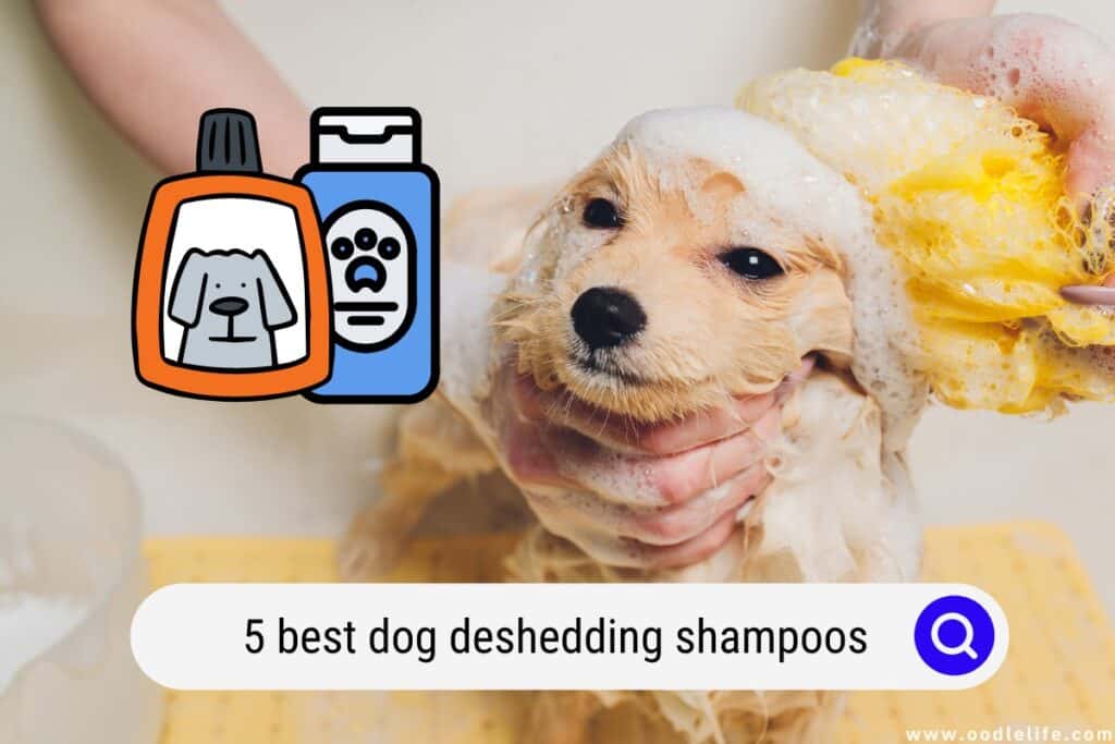 dog deshedding shampoos