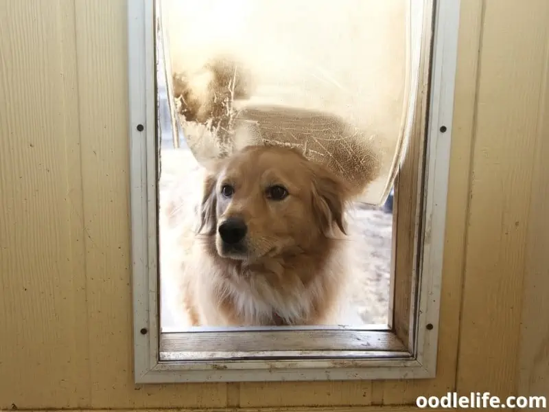 dog looks inside the house