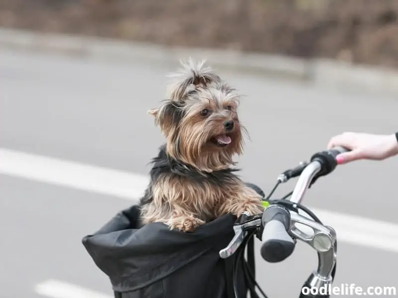 dog panting and looks at her owner