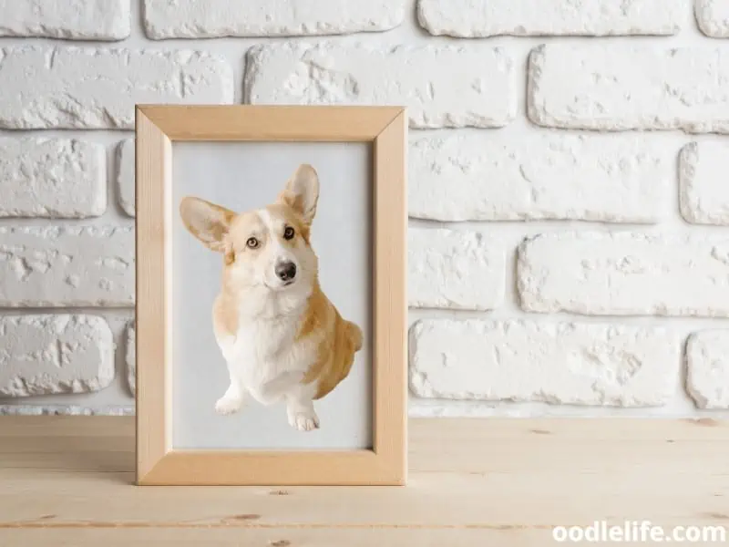 dog photo wooden framed