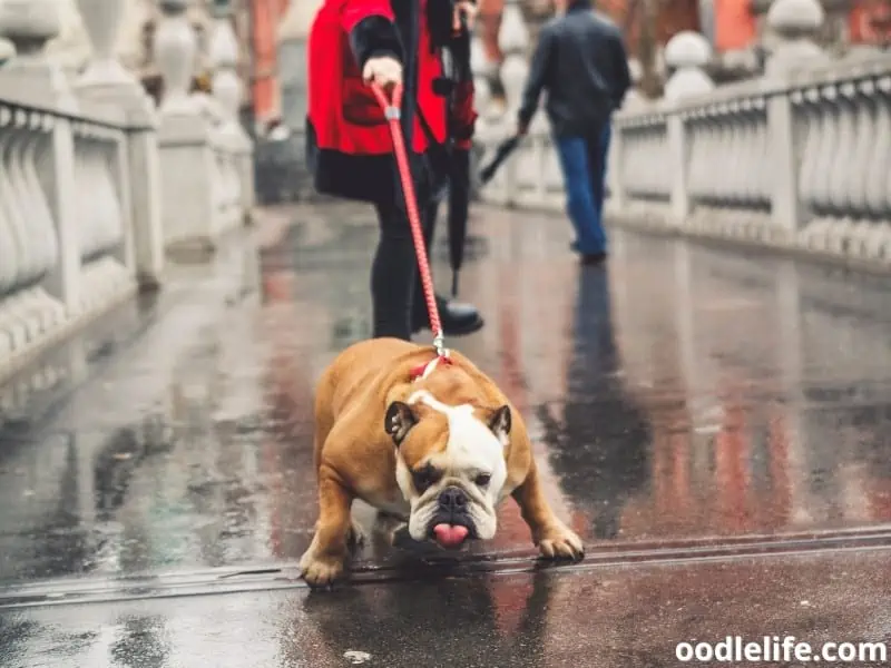 dog pulls leash from owner