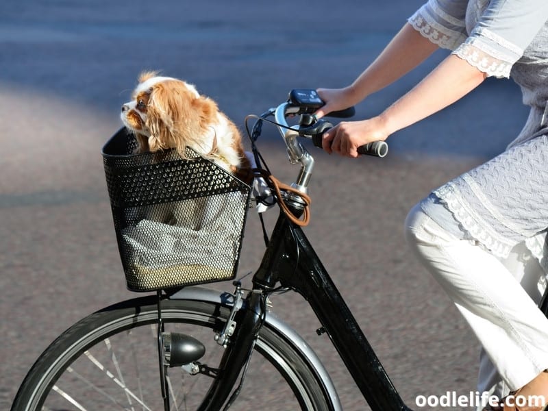 dog rides on a bike basket