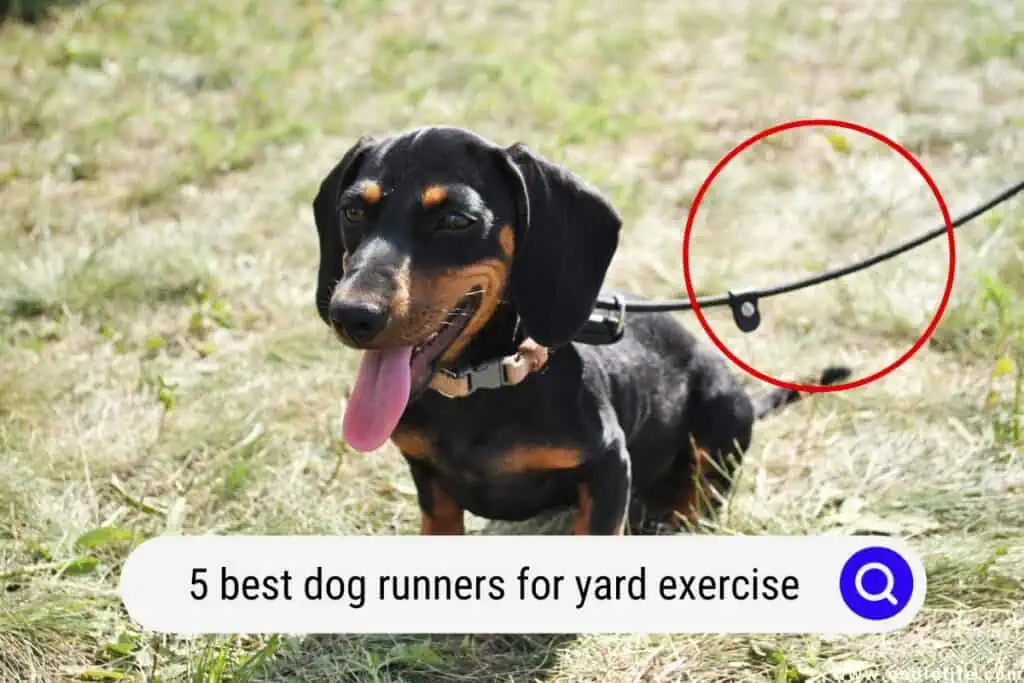 dog runners for yard