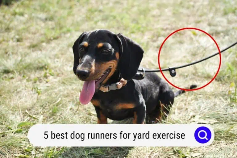 5 Best Dog Runners for Yard Exercise (2024)