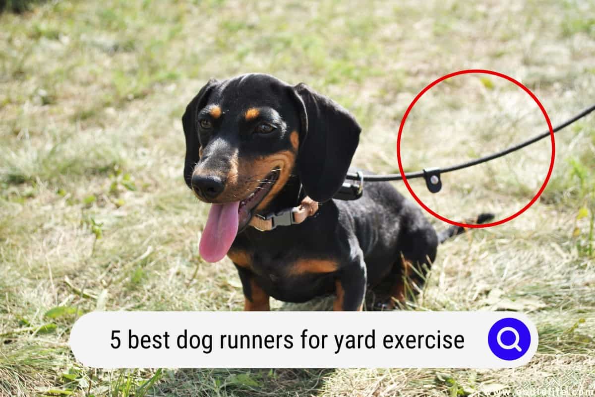 5 Best Dog Runners For Yard Exercise (2024) OodleLife®