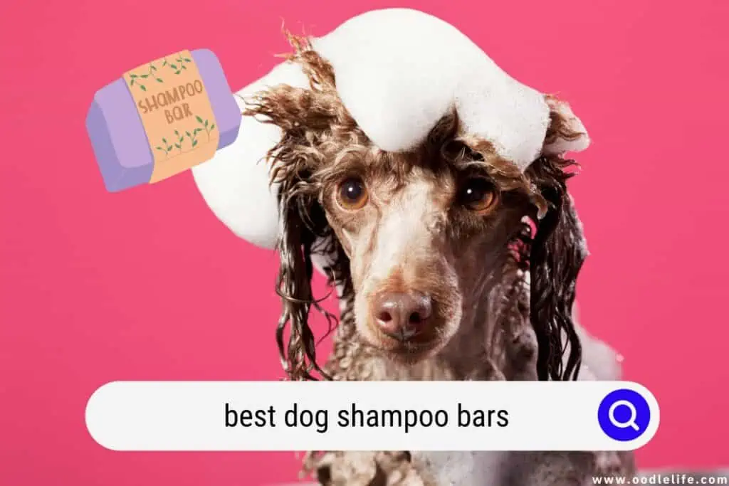 dog shampoo bar