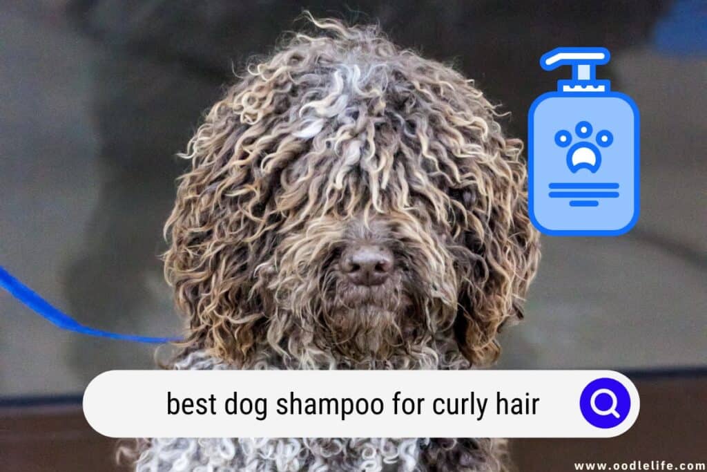 dog shampoo for curly hair