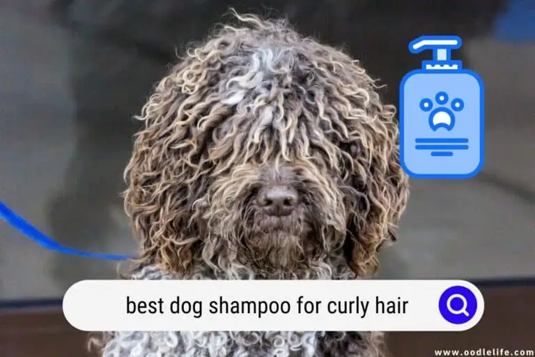 Best Dog Shampoo for CURLY Hair (2024)  