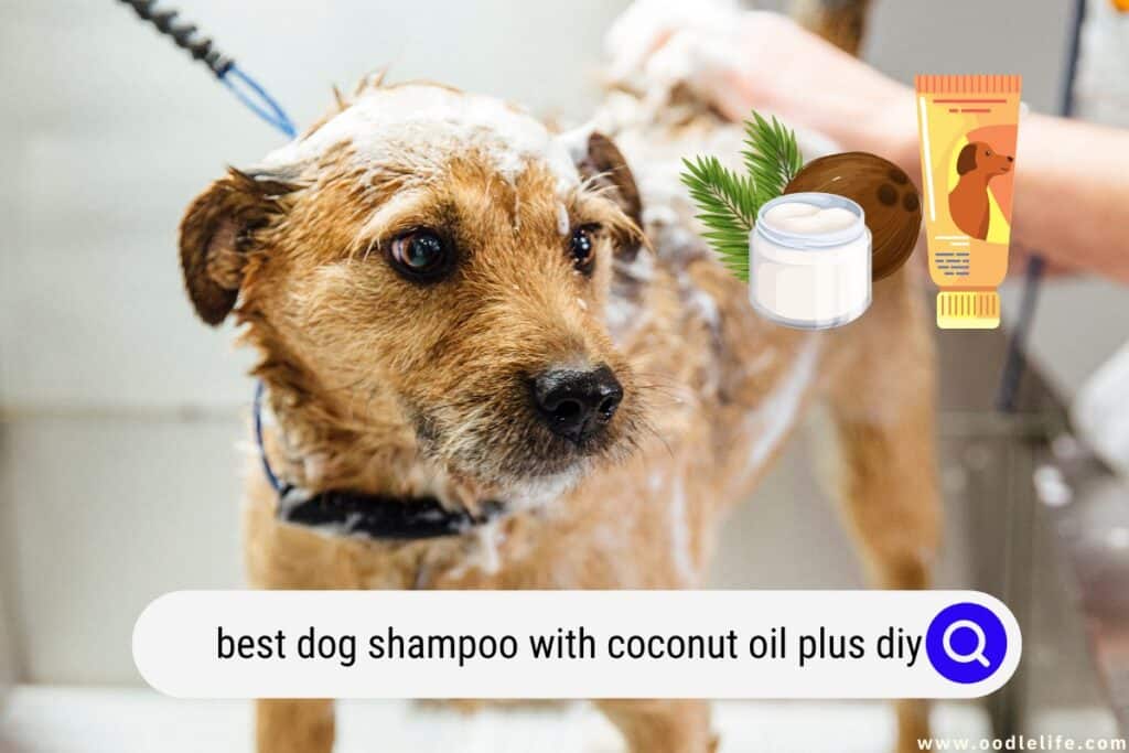 dog shampoo with coconut oil