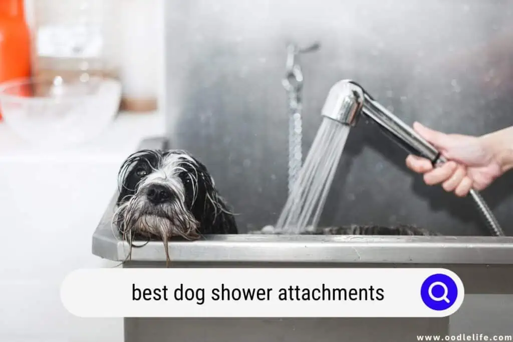 dog shower attachment