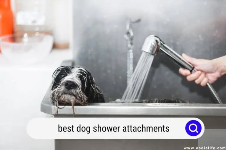 Best Dog Shower Attachments (2024) 