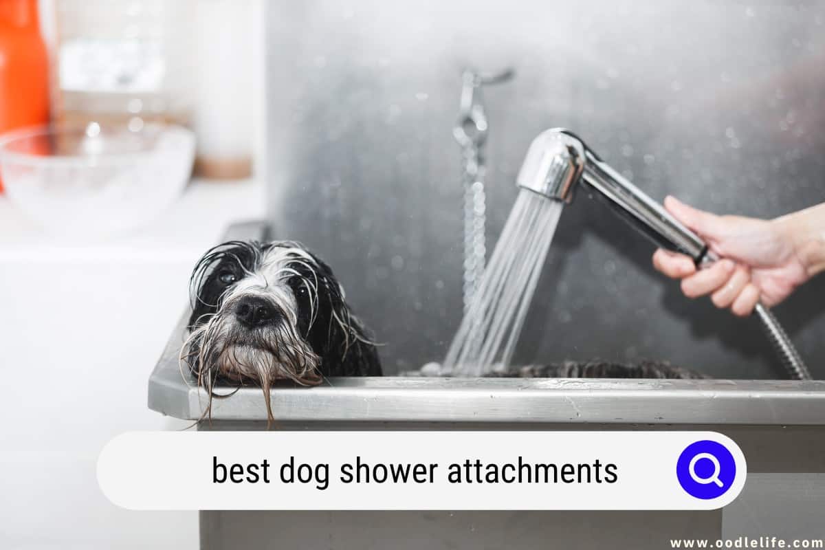 Best Dog Shower Attachments (2024) OodleLife®
