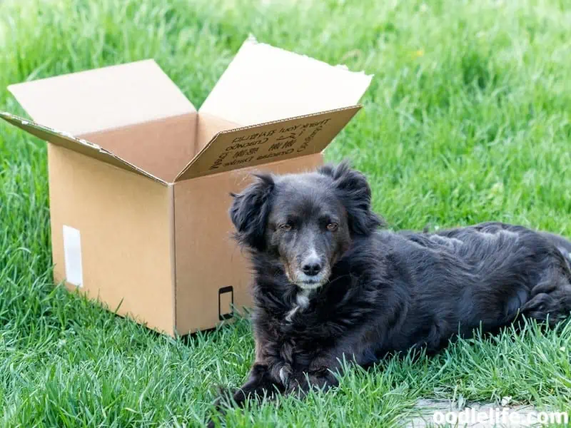 dog sits beside a box