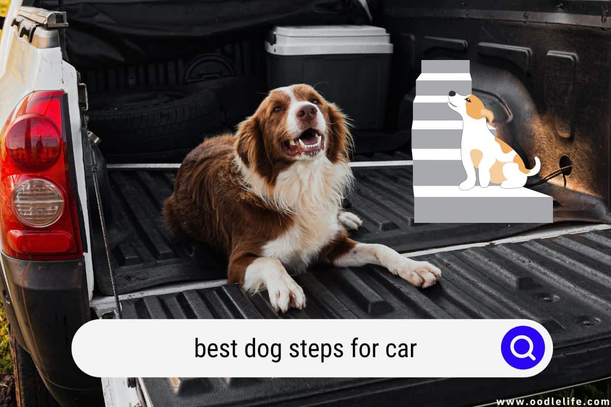 Best Dog Steps For Cars (2024) Oodle Life
