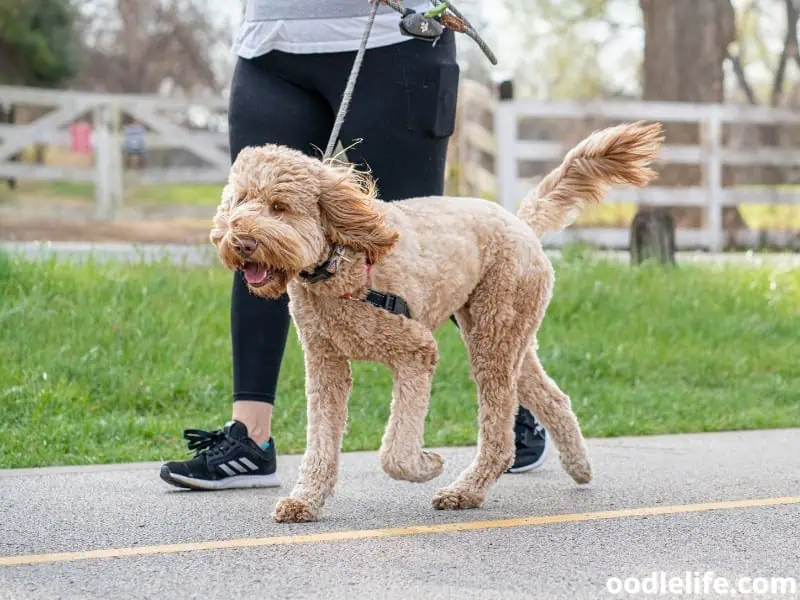 dog walks with owner