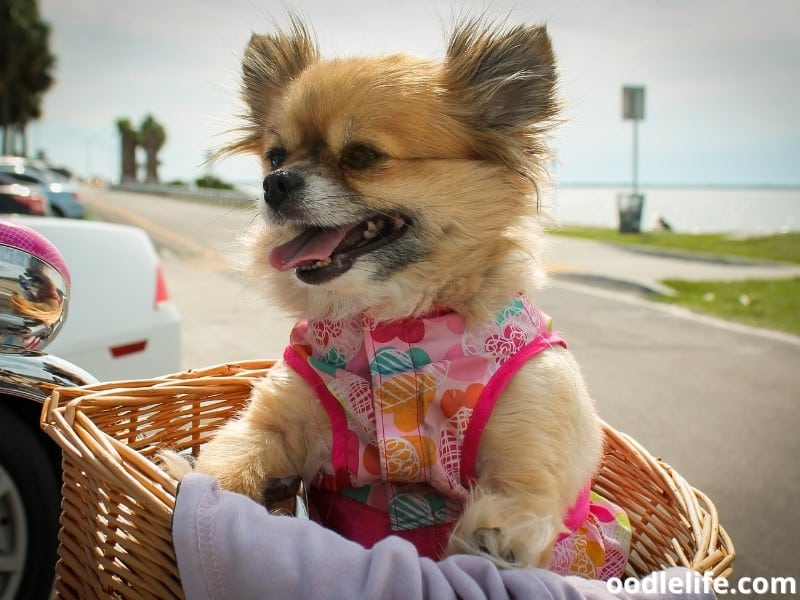 dog wears clothing on bike basket