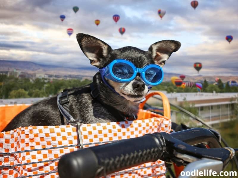dog wears goggles on bike basket