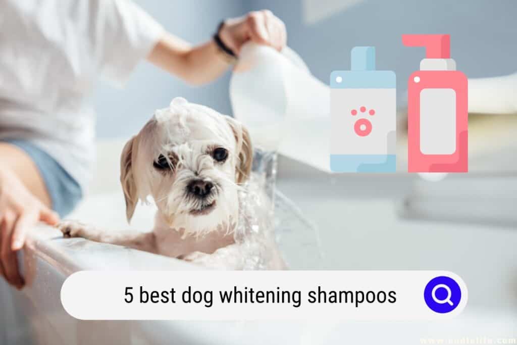 dog whitening shampoo