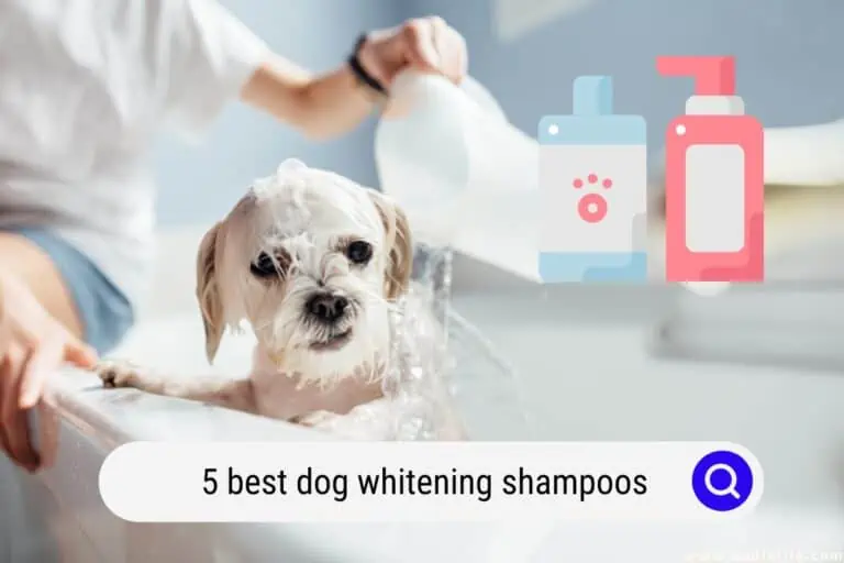 5 Best Dog Whitening Shampoos (2024)