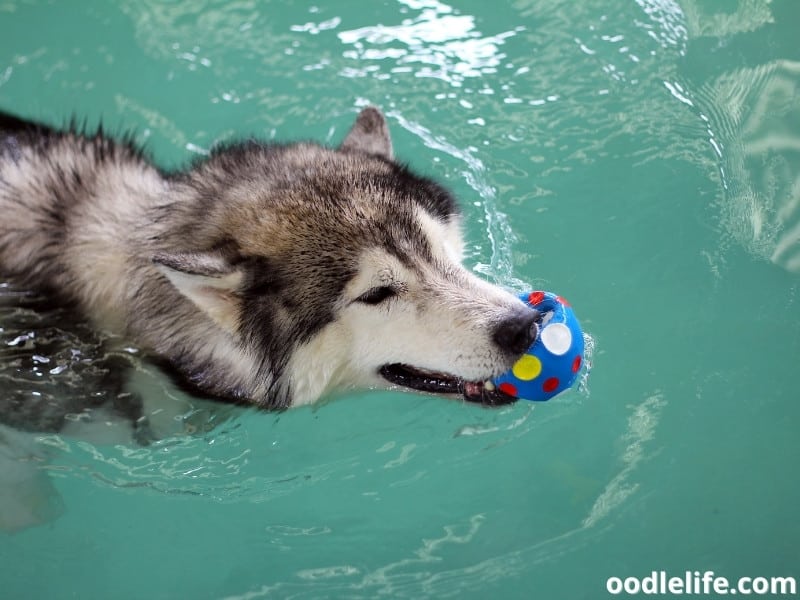dog with a ball swims at the pool