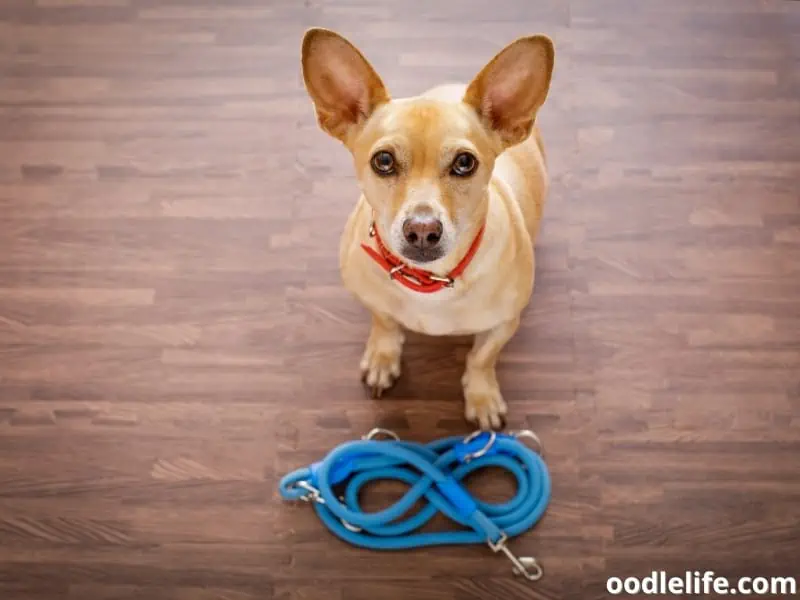 dog with leash stands on wooden floor