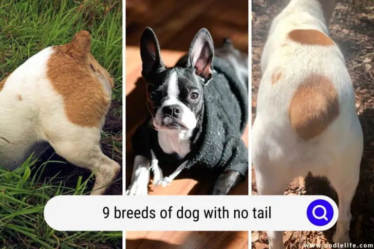 9 Breeds of Dog With No Tail (2023)