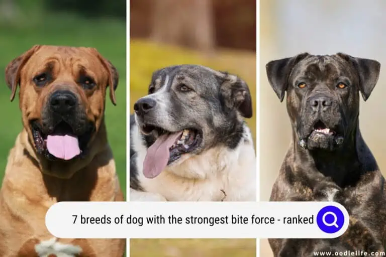 7 Breeds of Dog with the STRONGEST Bite Force (Ranked + Photos)