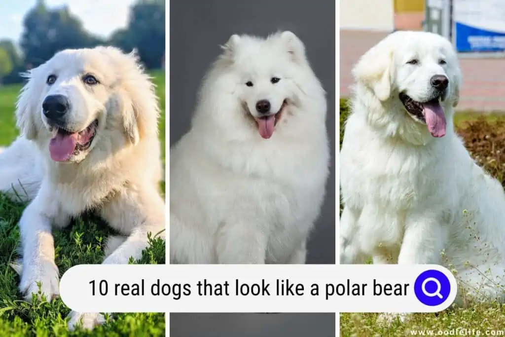 dogs that look like a polar bear