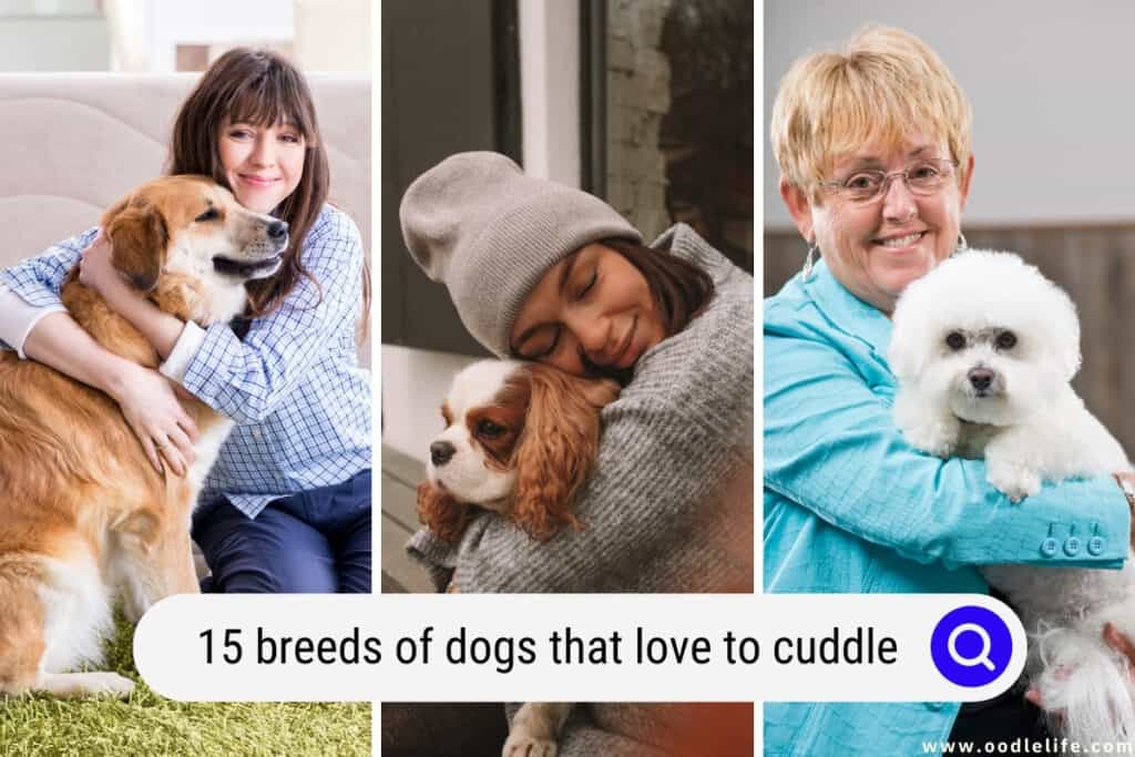 dogs that love to cuddle