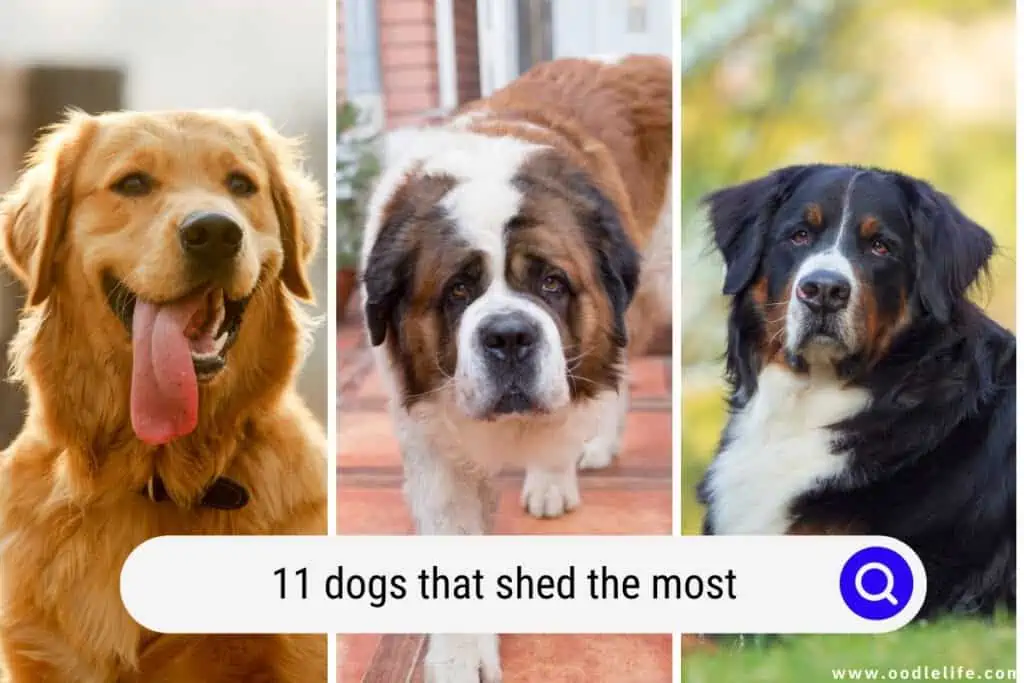 dogs that shed the most