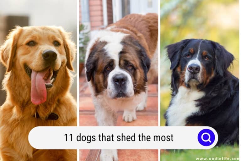 11 Dogs that Shed the MOST (+ Photos)