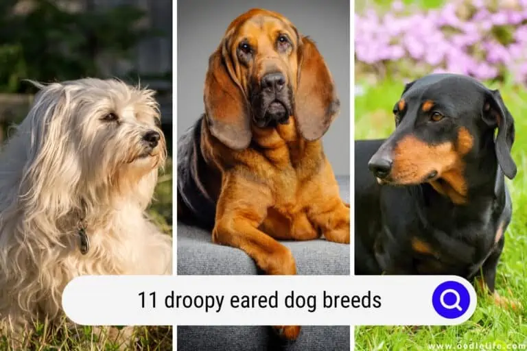 11 Droopy Eared Dog Breeds (With Photos)