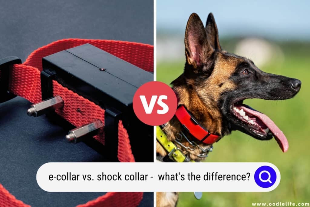 ECollar Vs Shock Collar What’s The Difference? Oodle Life