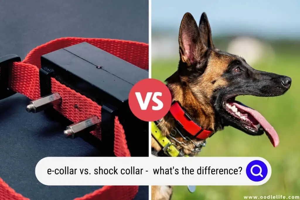 e-collar vs shock collar