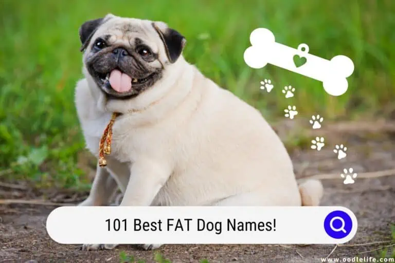 101 Best FAT Dog Names! (Actually GOOD)