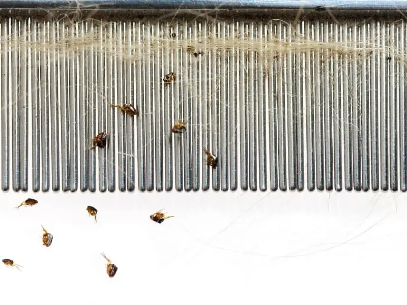 fleas on a dog comb