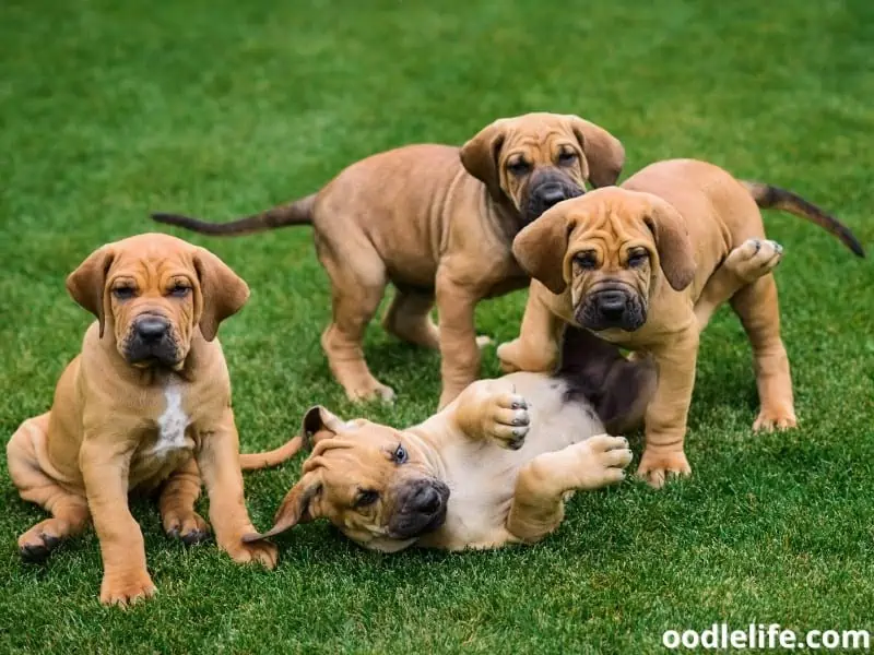 four Brazilian Mastiff puppies
