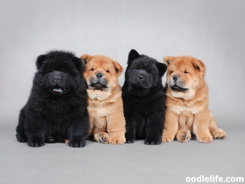 four Chow Chow puppies