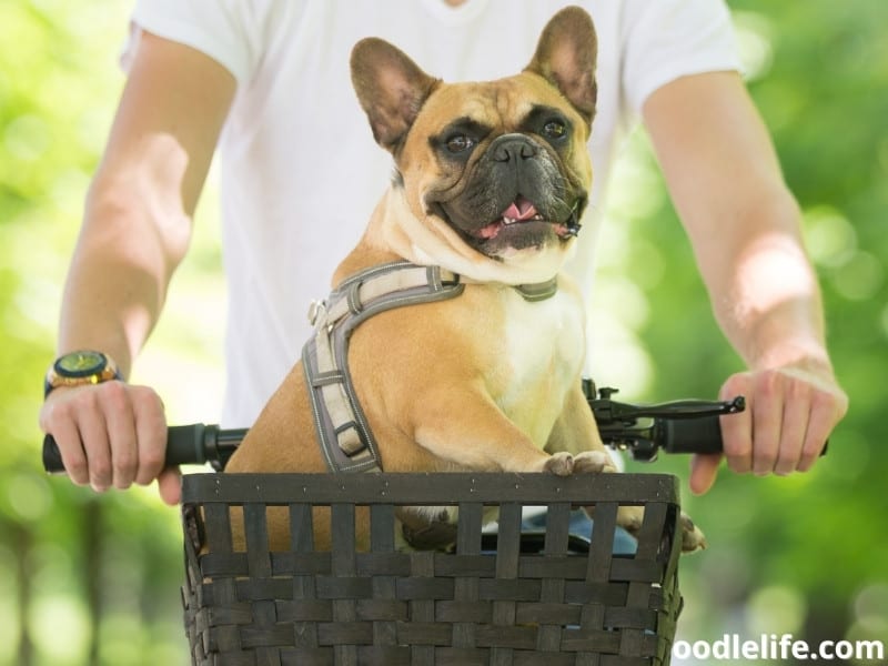 French Bulldog on a bike basket