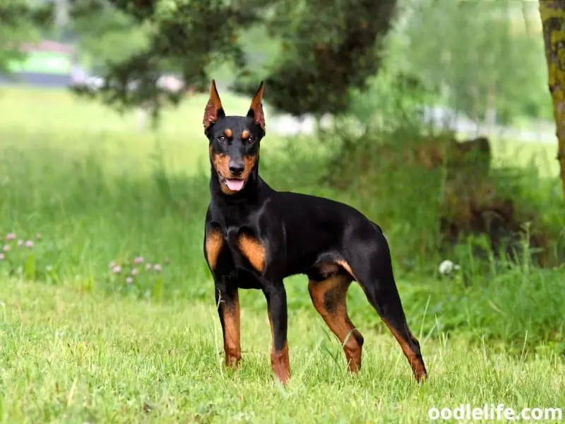 German Pinscher stands and looks alert