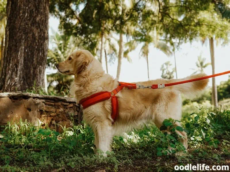 Golden Retriever wears a leash