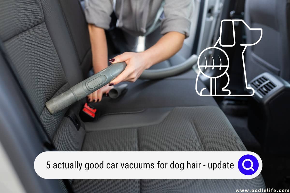 5 Actually GOOD Car Vacuums For Dog Hair (2024 Update) OodleLife®