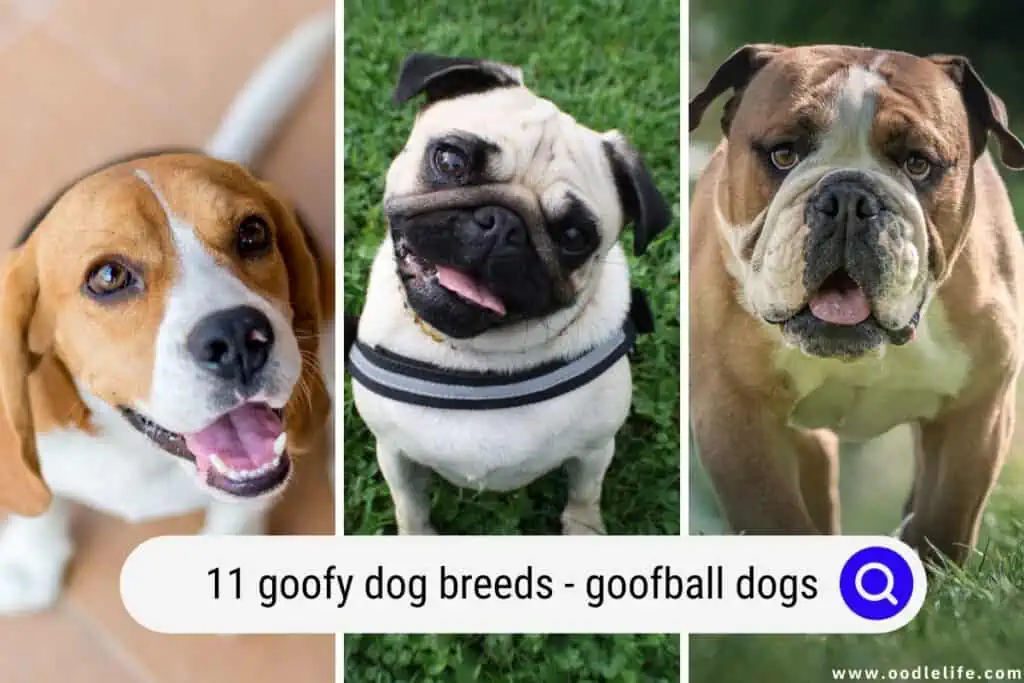 goofy dog breeds