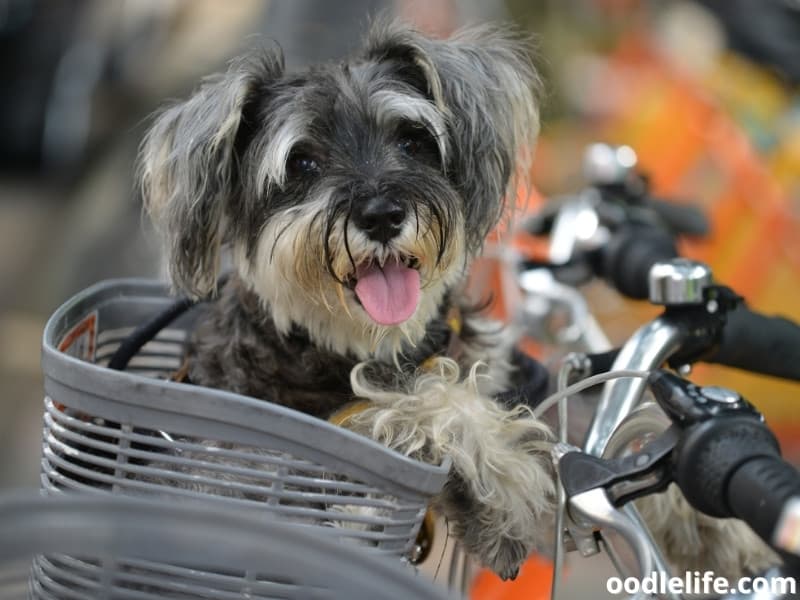 happy Mini Schnauzer rides on a bike basket