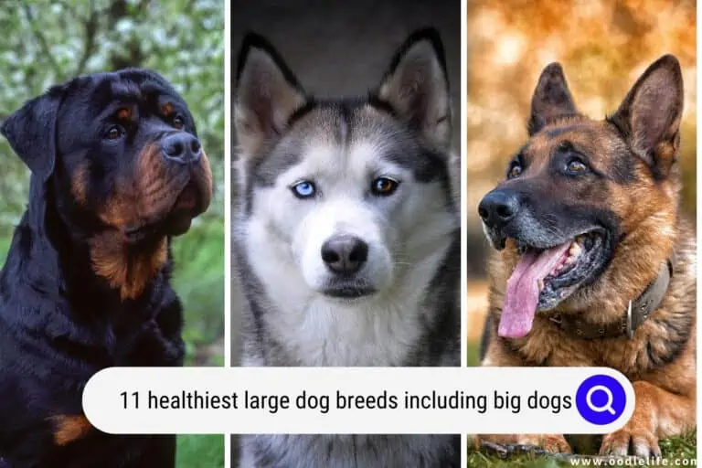 11 Healthiest Large Dog Breeds (With Photos), Including BIG Dogs