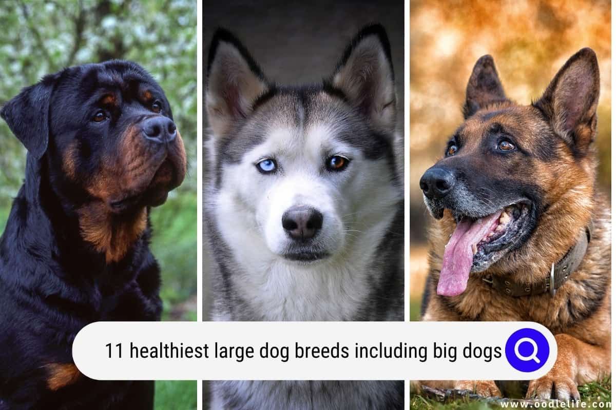 11 Healthiest Large Dog Breeds With Photos Including BIG Dogs 