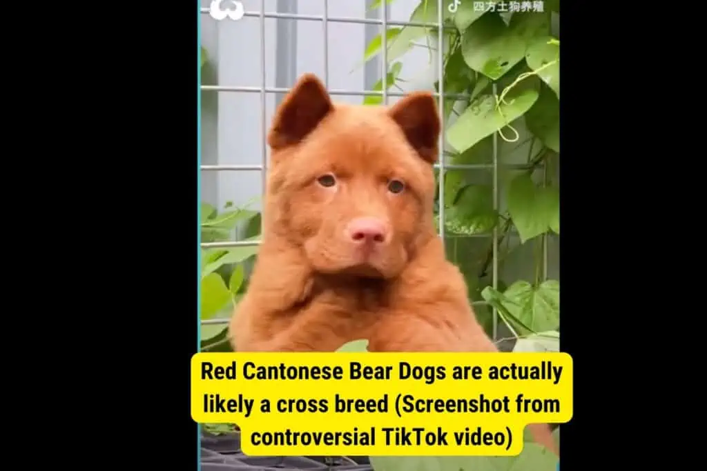 red cantonese bear dogs are fake